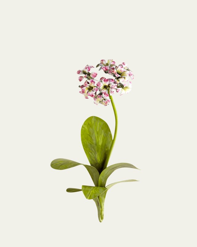 Original Painted Primula Study